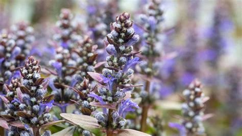 How to grow and care for Ajuga reptans